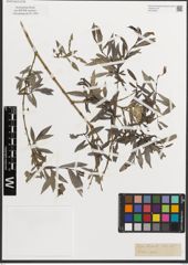 Foto von Salix L.
